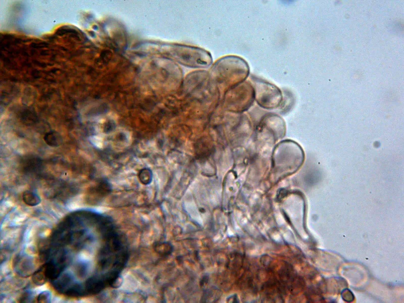 Agaricus semotus 10 - Queilocistidios 1
